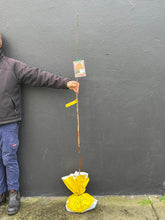 Load image into Gallery viewer, Acer platanoides