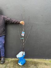 Load image into Gallery viewer, Malus ioensis 'Rubra'