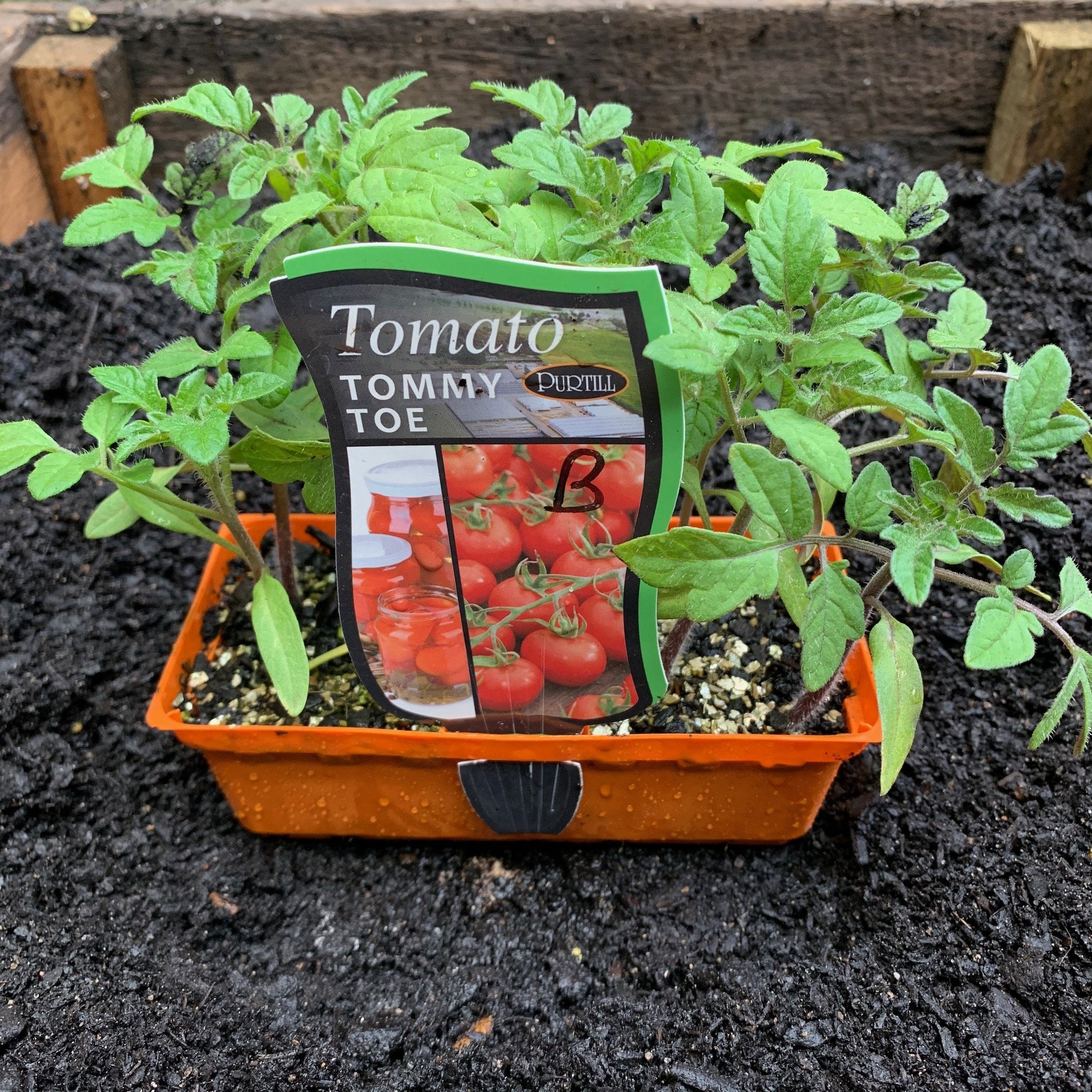 Tomato 'Tommy Toe'