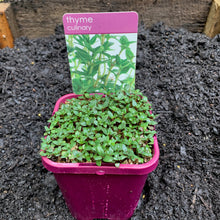 Load image into Gallery viewer, Thyme