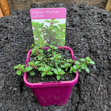 Load image into Gallery viewer, Thyme 'Italian'