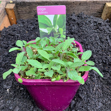 Load image into Gallery viewer, Sage