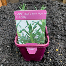 Load image into Gallery viewer, Rosemary 'Blue Lagoon'