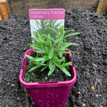 Load image into Gallery viewer, Rosemary 'Tuscan'