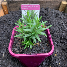 Load image into Gallery viewer, Rosemary 'Tuscan'