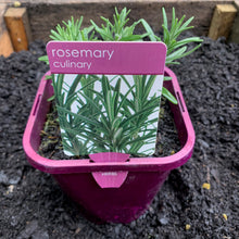 Load image into Gallery viewer, Rosemary