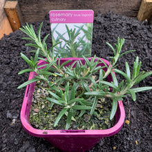 Load image into Gallery viewer, Rosemary 'Blue Lagoon'