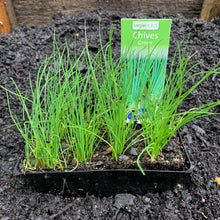 Load image into Gallery viewer, Chives