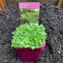 Load image into Gallery viewer, Oregano