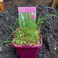 Load image into Gallery viewer, Chives