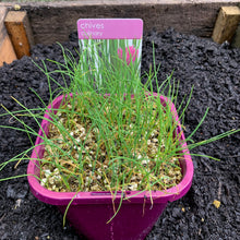 Load image into Gallery viewer, Chives