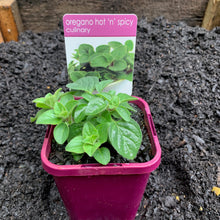 Load image into Gallery viewer, Oregano 'Hot 'n' Spicy'