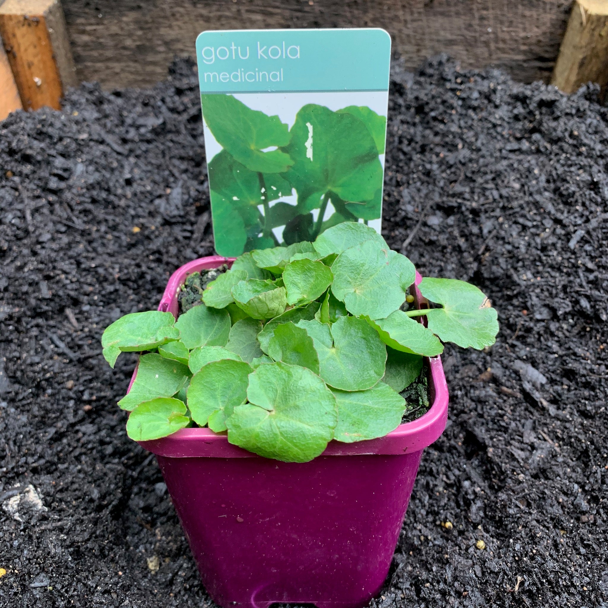 gotu kola indoor plant Gotu kola – Northcote Nursery
