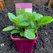 Load image into Gallery viewer, Mint