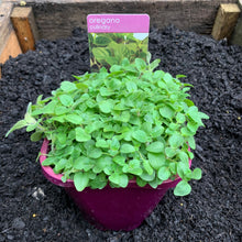 Load image into Gallery viewer, Oregano