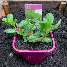 Load image into Gallery viewer, Mint