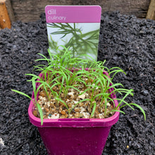 Load image into Gallery viewer, Dill