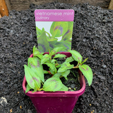 Load image into Gallery viewer, Mint 'Vietnamese'