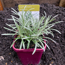 Load image into Gallery viewer, Curry Plant