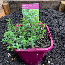 Load image into Gallery viewer, Thyme 'Lemon'