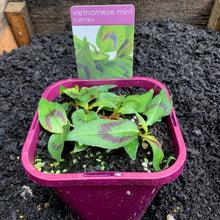 Load image into Gallery viewer, Mint 'Vietnamese'