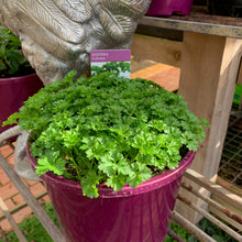 Load image into Gallery viewer, Parsley 'Curled'