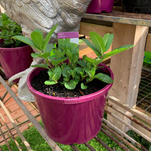 Load image into Gallery viewer, Mint