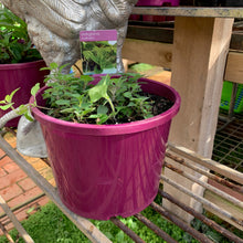 Load image into Gallery viewer, Oregano