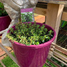 Load image into Gallery viewer, Thyme 'Italian'