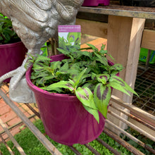 Load image into Gallery viewer, Mint 'Vietnamese'