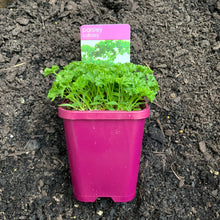 Load image into Gallery viewer, Parsley 'Curled'