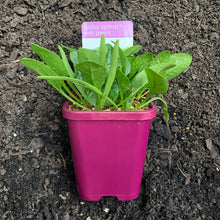 Load image into Gallery viewer, Spinach 'Baby'