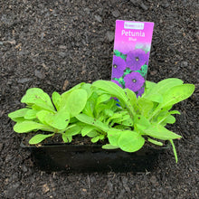 Load image into Gallery viewer, Petunia 'Blue'