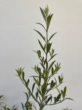 Load image into Gallery viewer, Olea spp 'Garden Harvest' Dwarf Olive