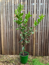 Load image into Gallery viewer, Lime 'Australian’