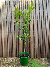 Load image into Gallery viewer, Lime 'Australian’