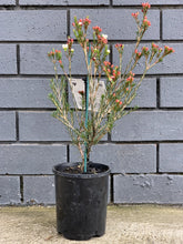 Load image into Gallery viewer, Chamelaucium 'Madonna'
