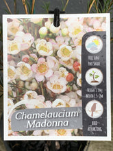 Load image into Gallery viewer, Chamelaucium 'Madonna'