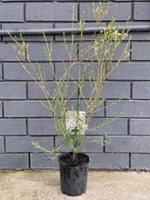 Load image into Gallery viewer, Chamelaucium 'Batavia Pearl'