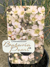 Load image into Gallery viewer, Chamelaucium 'Batavia Pearl'
