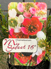 Load image into Gallery viewer, Chamelaucium 'My Sweet 16'