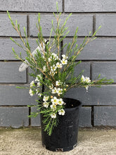 Load image into Gallery viewer, Chamelaucium 'Dawn Pearl'