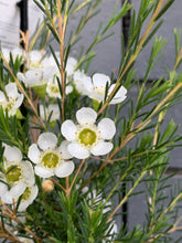 Load image into Gallery viewer, Chamelaucium 'Dawn Pearl'