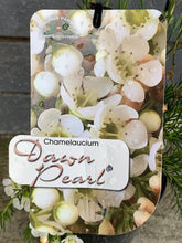 Load image into Gallery viewer, Chamelaucium 'Dawn Pearl'