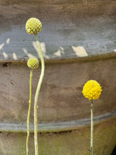 Load image into Gallery viewer, Pycnosorus globosus - Billy Buttons