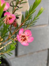 Load image into Gallery viewer, Chamelaucium 'Sarah's Delight'