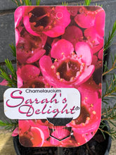 Load image into Gallery viewer, Chamelaucium 'Sarah's Delight'