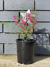 Load image into Gallery viewer, Boronia 'Magenta Stars'