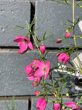 Load image into Gallery viewer, Boronia 'Magenta Stars'