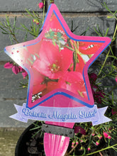 Load image into Gallery viewer, Boronia 'Magenta Stars'
